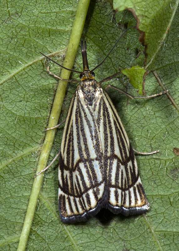 Chrysocrambus craterellus e cassentiniellus